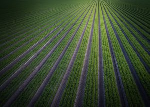 Large Green Field