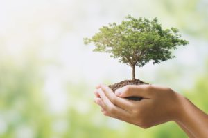 Hand Holding Tree Growing