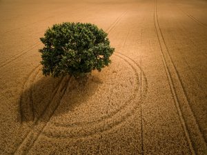 Green Tree in Crop Field