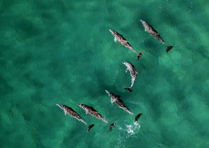 Dolphins Swimming in Ocean