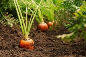 Carrot Root Growing In Soil