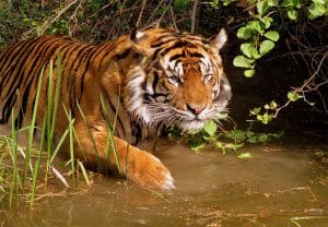 Large Tiger Laying in Water