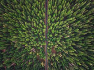 Aerial Photograph of Green Forest