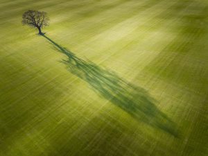 Tree Shadow in Field