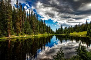 Forest by Lake