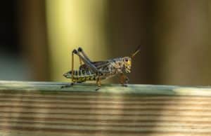 Locust Sat On Wooden Ledge