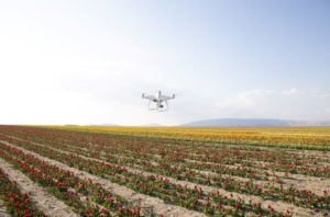 DJI Phantom 4 flying over field