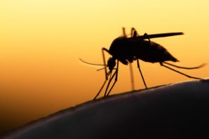 Mosquito At Sunset