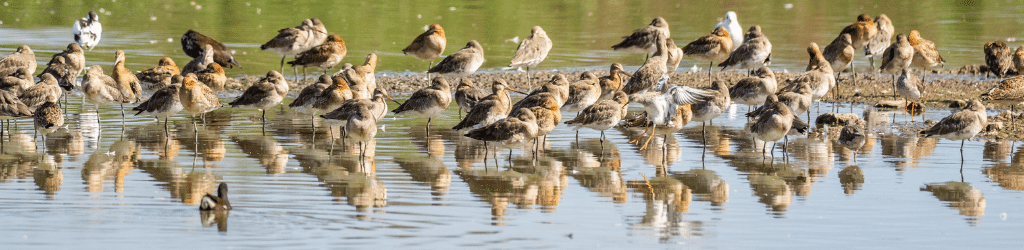 Aerial insights for monitoring biodiversity