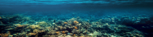 Water quality and pollution monitoring