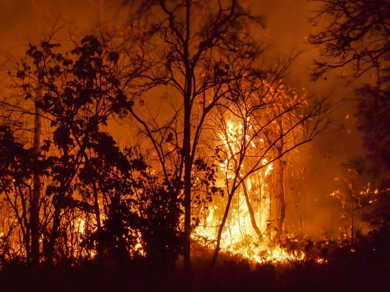 A wildfire in a forest