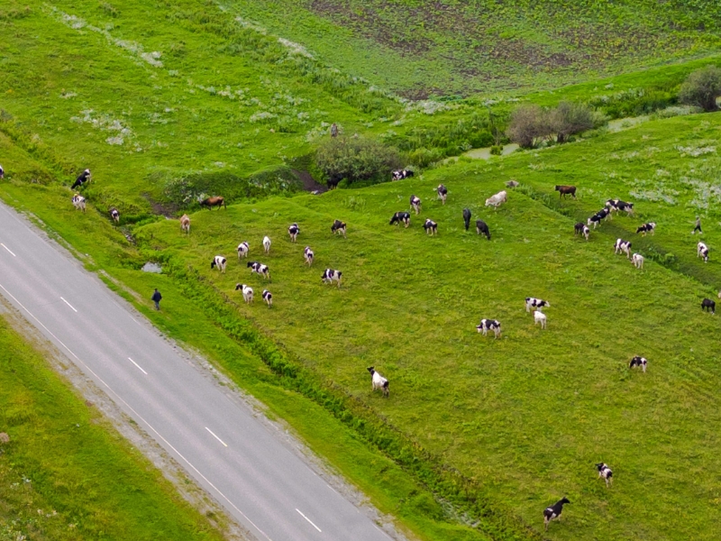 A drone aerial view of cows in a field
