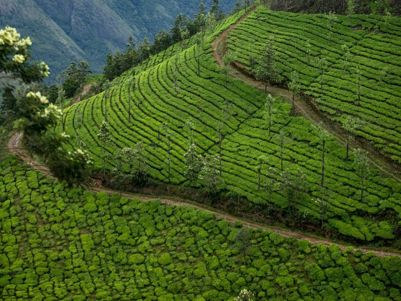 A drone aerial view of a field with with crops in it