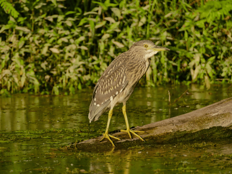 Bittern (matuku-hūrepo) bird on a log in water